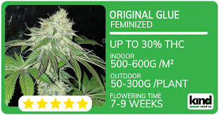 The Ultimate Guide to Quarter Pound of Weed What You Need to Know The Ultimate Guide to Quarter Pound of Weed What You Need to Know
